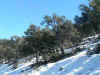 Nieve en el alcornocal de la Haza del Lino