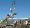 Últimas flores de almendro mirando a Sierra Nevada