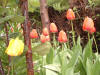 Ambiente de primavera, tulipanes